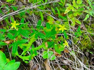 土佐のお庭は薬箱~民間薬を身近に親しむ編~