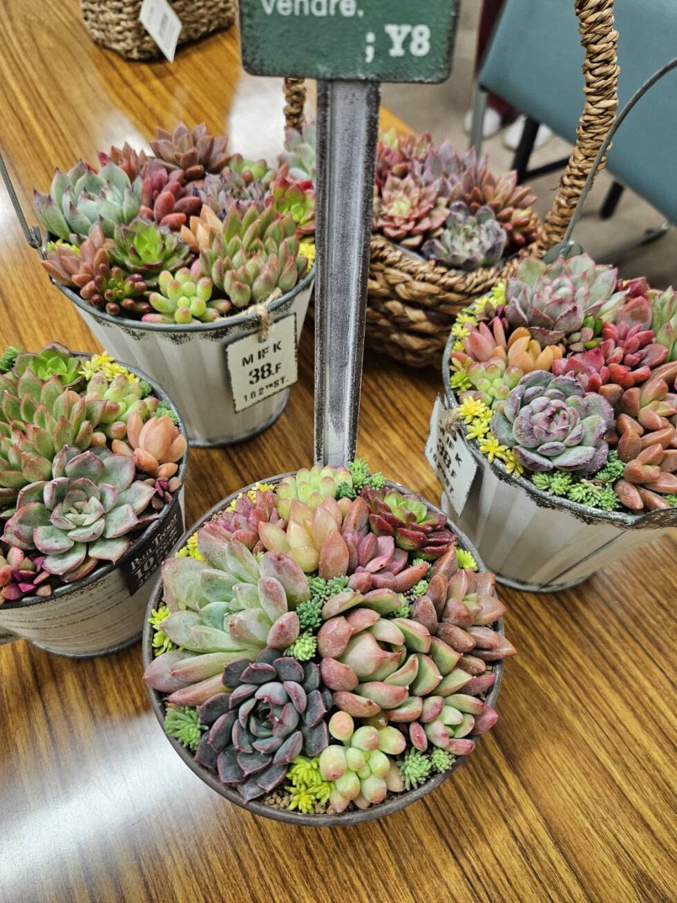 多肉植物-寄せ植え教室-