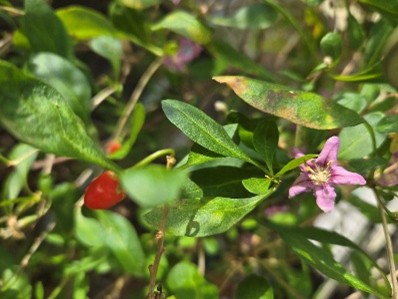 土佐のお庭は薬箱~地震災害など「もしも」のために備えるMy薬箱〈滋養強壮・解毒編〉~