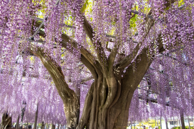 土佐のお庭は薬箱~身近な土佐の民間薬2026〈夏の民間薬〉~