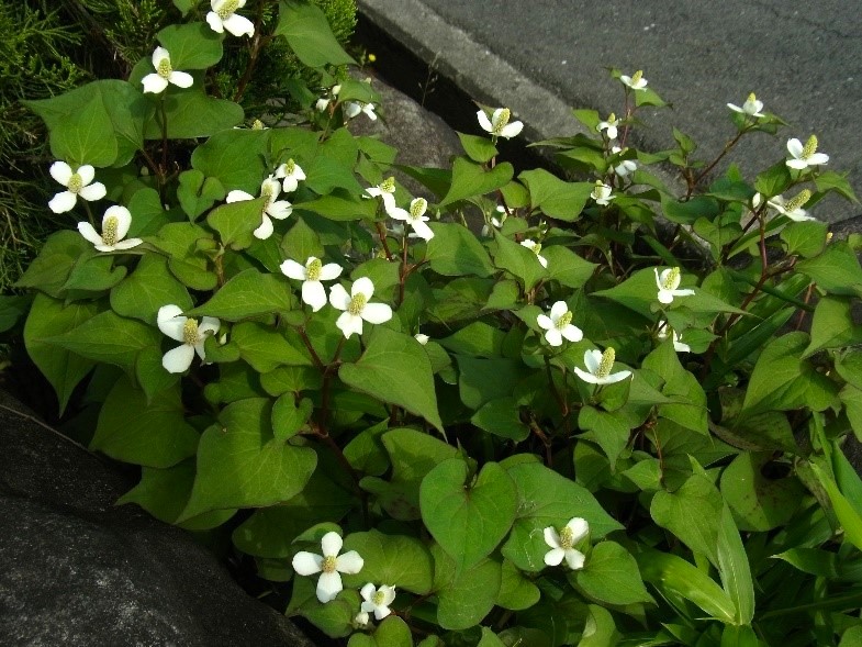 土佐のお庭は薬箱～地震災害など「もしも」のために備えるMy薬箱・ドクダミ編～