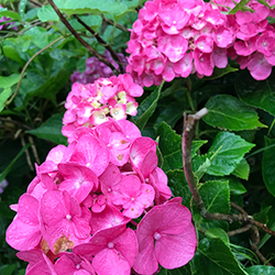 見頃の紫陽花