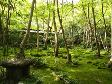 ことこと歩く新緑の京都2日間