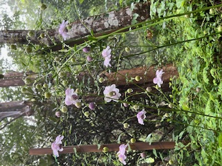 森の妖精「レンゲショウマ」咲く・四国山岳植物園　岳人の森