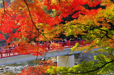 紅葉の香嵐渓、湖東三山、永源寺