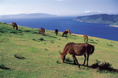 宮崎・日南海岸で迎えるお正月3日間 宮崎・日南海岸で迎えるお正月3日間
