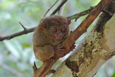 自然豊かなフィリピンの楽園3島巡り~セブ島・ボホール島・パングラオ島~5日間 自然豊かなフィリピンの楽園3島巡り~セブ島・ボホール島・パングラオ島~5日間