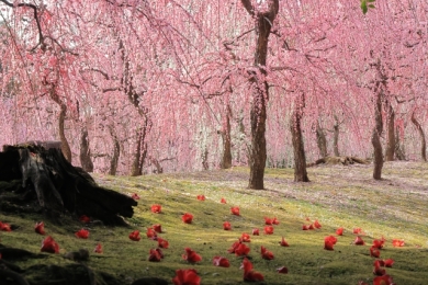 春の訪れ・早春の京都2日間~梅薫る城南宮と北野天満宮・西本願寺・ウェスティン都ホテルご宿泊~ 春の訪れ・早春の京都2日間~梅薫る城南宮と北野天満宮・西本願寺・ウェスティン都ホテルご宿泊~
