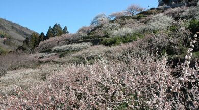 阿川梅の里と神山温泉いやしの湯 阿川梅の里と神山温泉いやしの湯
