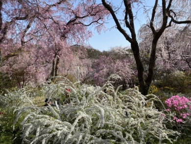 原谷苑(イメージ) 原谷苑(イメージ)