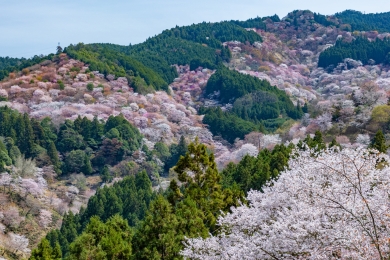 吉野山千本桜(イメージ) 吉野山千本桜(イメージ)