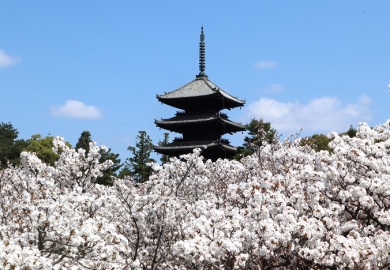 京都・奈良 桜名所を訪ねて3日間 京都・奈良 桜名所を訪ねて3日間