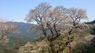 土佐のさくら名所めぐり2026 土佐のさくら名所めぐり2026