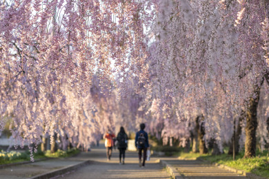 旧日中線しだれ桜(イメージ) 旧日中線しだれ桜(イメージ)