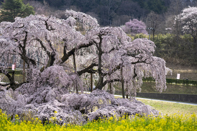 会津三春の滝桜と旧日中線しだれ桜 桜名所と温泉をめぐる3日間 会津三春の滝桜と旧日中線しだれ桜 桜名所と温泉をめぐる3日間
