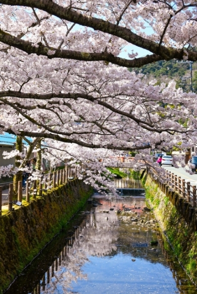 城崎温泉桜 城崎温泉桜
