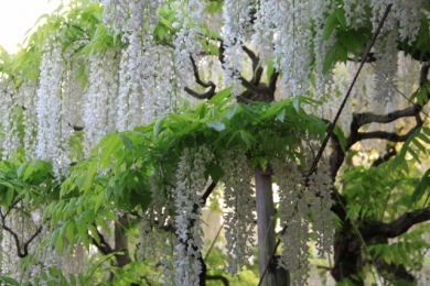 あしかがフラワーパーク 白藤 あしかがフラワーパーク 白藤