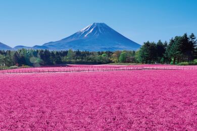 冨士本栖湖リゾート 冨士芝桜まつり 冨士本栖湖リゾート 冨士芝桜まつり