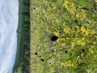 ハイキング ハイキング