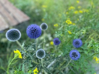 ハイキング ハイキング