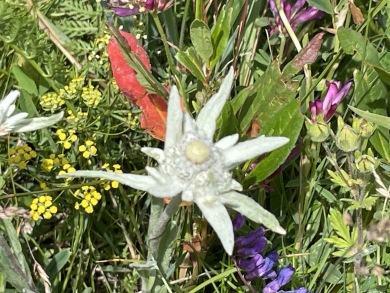 エーデルワイス(イメージ) エーデルワイス(イメージ)