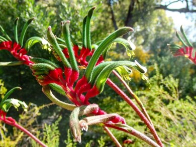 ハイキング ハイキング